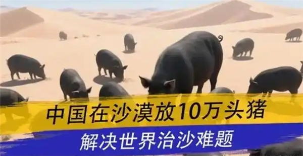 中国人靠着10万头黑猪 把沙壁整顿成了粮仓?