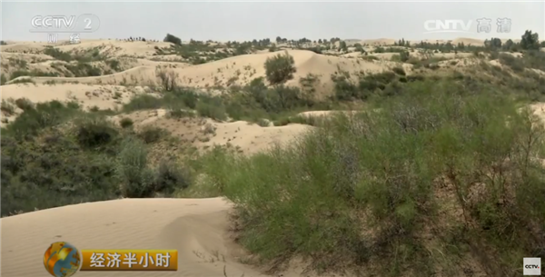 中国人靠着10万头黑猪 把沙壁整顿成了粮仓?