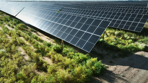 中国人靠着10万头黑猪 把沙壁整顿成了粮仓?