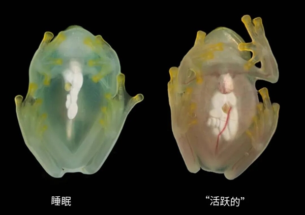 这种深海鱼头部竟是透明的 两只绿眼睛在里面活动