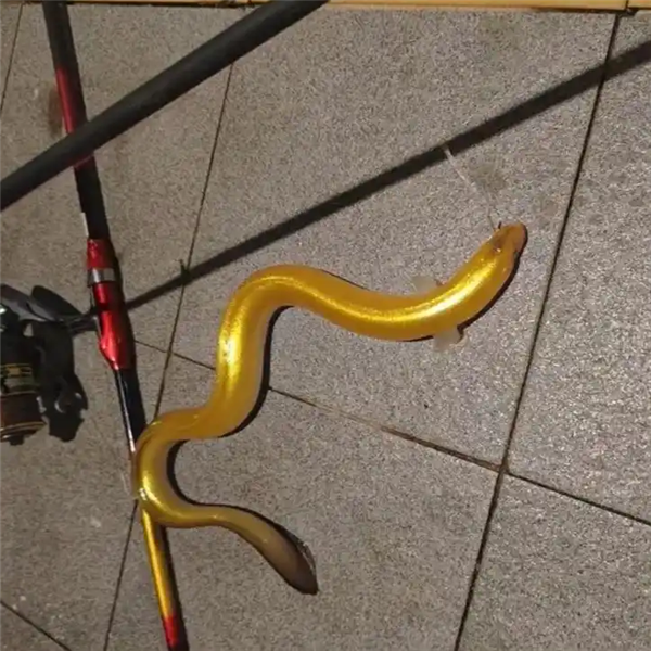 渔民钓到罕见“锦鲨”！亮橙色皮肤白色眼睛 全球首例