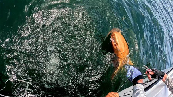 渔民钓到罕见“锦鲨”！亮橙色皮肤白色眼睛 全球首例
