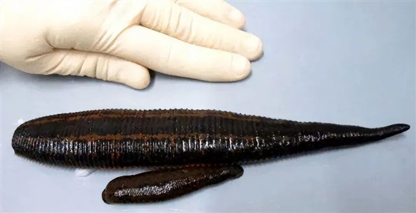 如果鸡吃了水蛭：它会寄生肠胃 长期吸血吗？