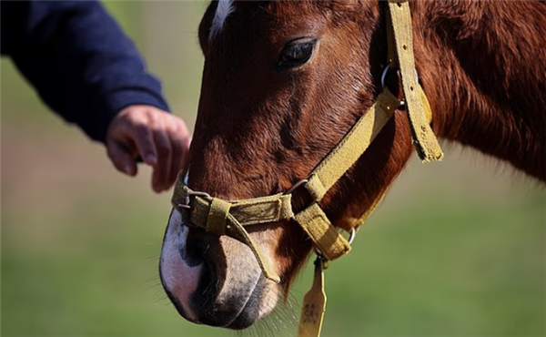 阿根廷首批“基因编辑马”上线 跑得飞快但被禁止参赛！