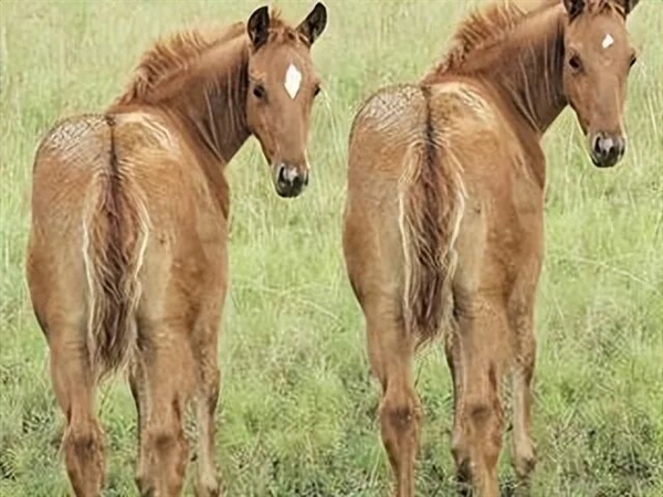 阿根廷首批“基因编辑马”上线 跑得飞快但被禁止参赛！