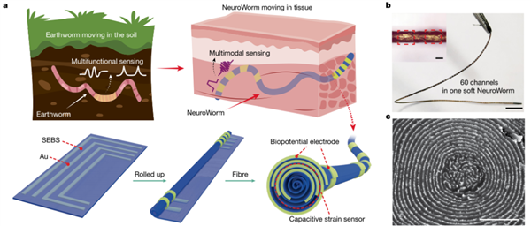 细如发丝！我国成功研制新一代脑机接口功能电极：受蚯蚓启发 能在脑子里“爬”