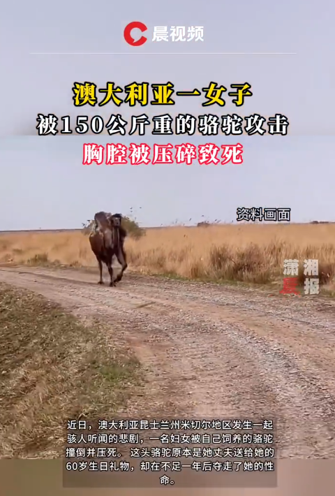 澳大利亚女子被150公斤重的骆驼攻击 胸腔被压碎致死 专家：骆驼战斗力相当惊人
