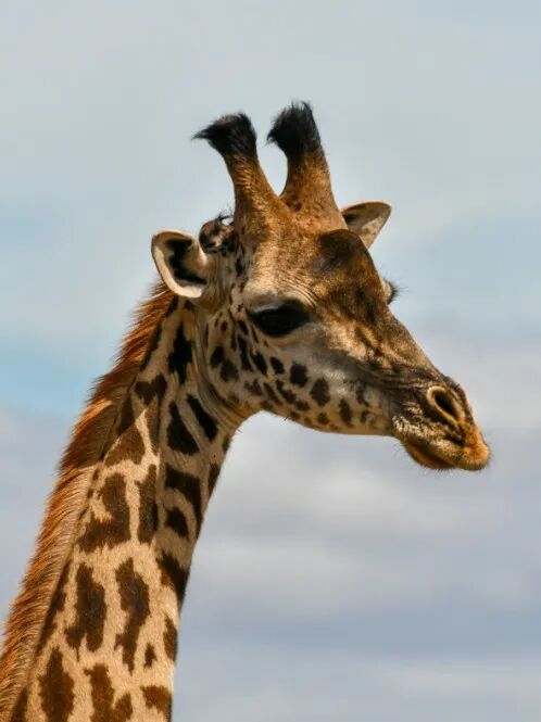 路由器到底怎么摆网速才更快 很多人都摆错了！