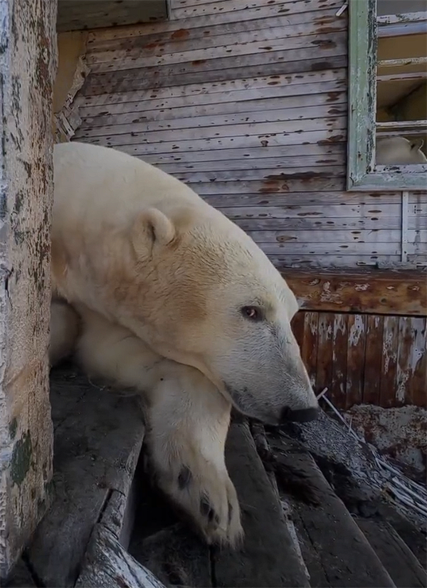 北极熊占领苏联废弃科考站：无人机拍下罕见画面