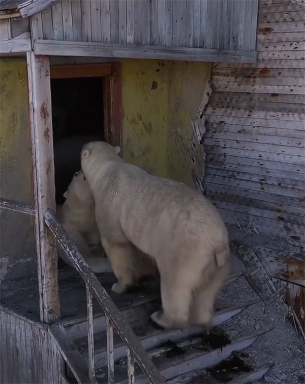 北极熊占领苏联废弃科考站：无人机拍下罕见画面