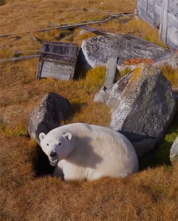 北极熊占领苏联废弃科考站：无人机拍下罕见画面