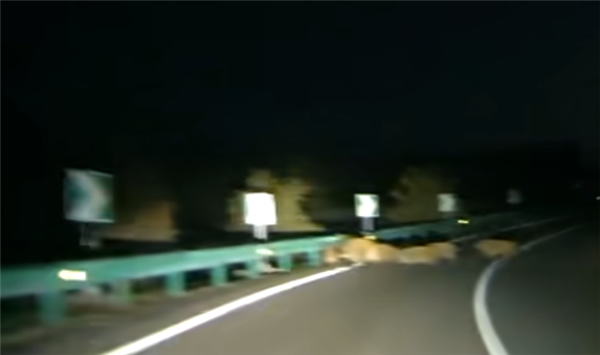 男子时速105公里撞上横穿高速野猪群：一下子灭掉5头