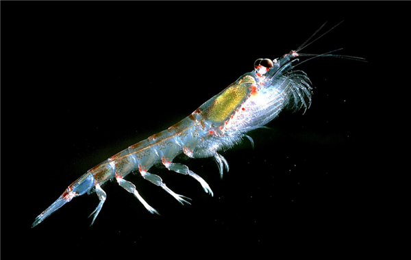 为何我们常吃北极甜虾 少见南极磷虾