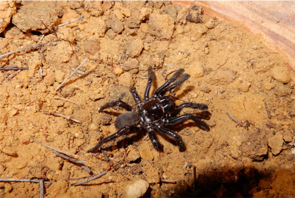 世界最长寿蜘蛛 活了足足43年！“秘诀”公开