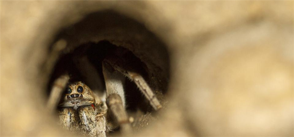 世界最长寿蜘蛛 活了足足43年！“秘诀”公开