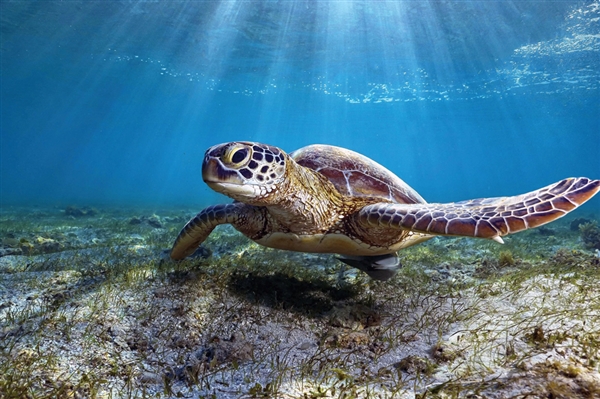 男子捡来的乌龟养了9年：胖到爬不动