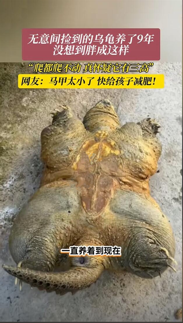 男子捡来的乌龟养了9年：胖到爬不动