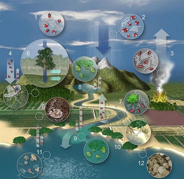 亚马逊雨林树木正不受控地长高 这可不是什么好事