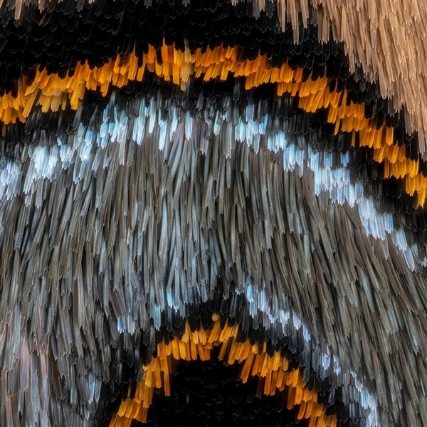 被放大的飞蛾鳞片惊到了