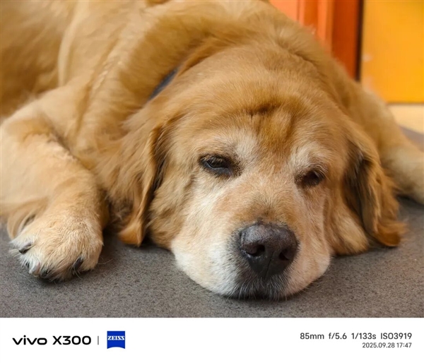 4399元起的vivo X300 能成为今年最强标准版手机吗