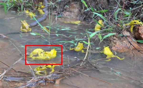 为避免被同性骚扰 雄蟾蜍主动变黄了