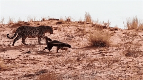 “平头哥”挑战两只老虎！为何蜜獾无所畏惧 它的战力究竟咋样