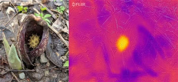 世界上为数不多的恒温植物：温度可达40℃让臭气飘更远！