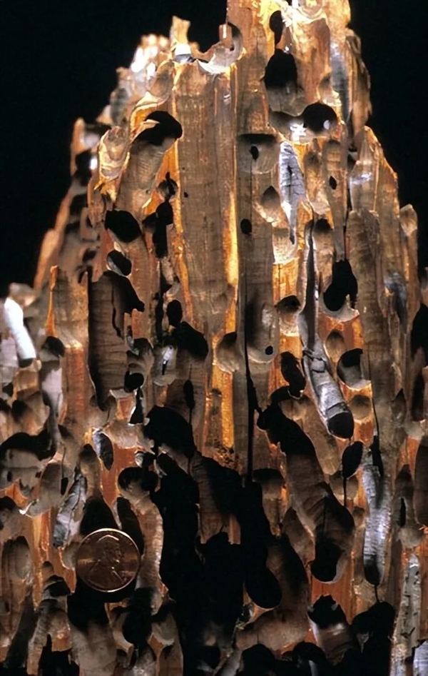 船蛆:地球上最独特的动物群体之一