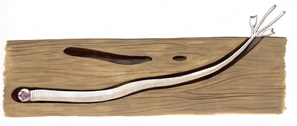 船蛆:地球上最独特的动物群体之一