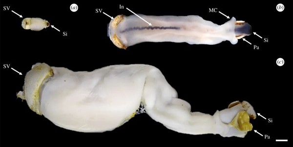 船蛆:地球上最独特的动物群体之一