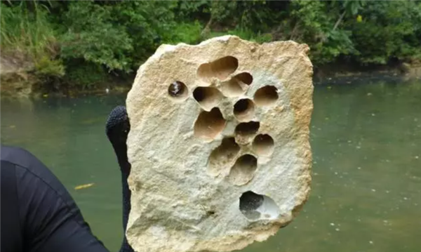 船蛆:地球上最独特的动物群体之一