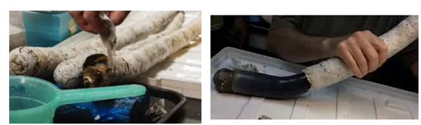 船蛆:地球上最独特的动物群体之一