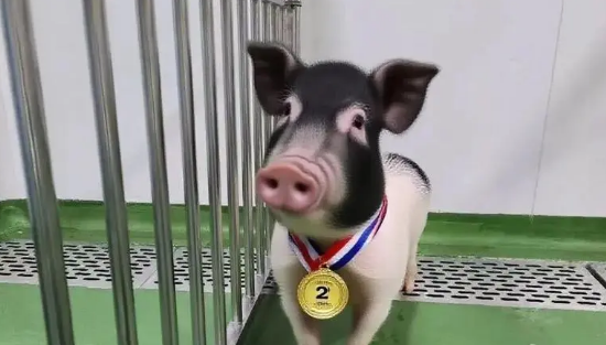 创亚洲纪录！四川造基因编辑猪肾在人体内工作261天