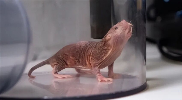 裸鼹鼠:这绝对是最独特的哺乳动物之一