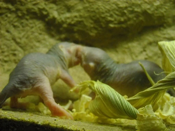 裸鼹鼠:这绝对是最独特的哺乳动物之一