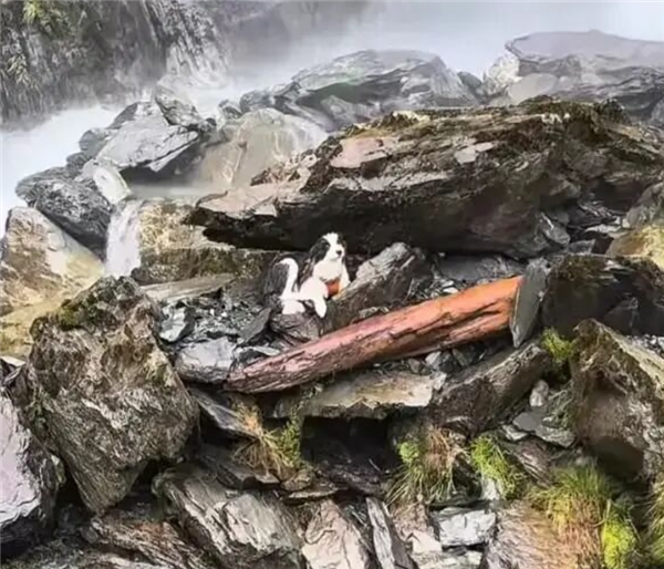 女子坠崖被送医 爱犬独守原地7天!网友众筹用直升机救援