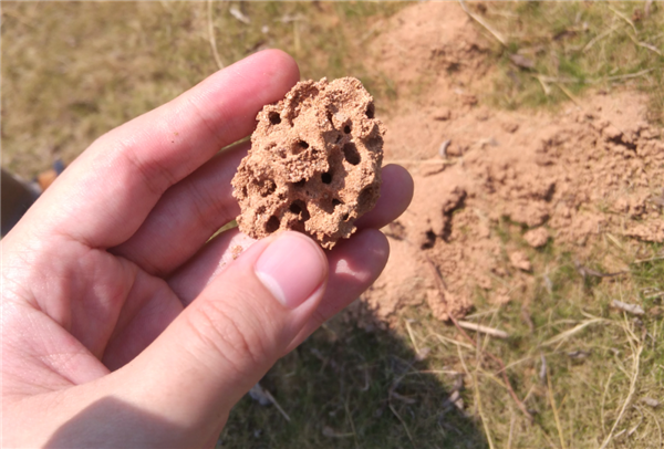 遇到这种小土包千万别踩！有可能丧命