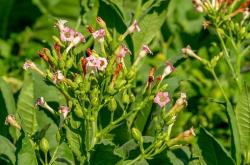 研究证明：烟草叶子上的粘性结构能帮助清除害虫