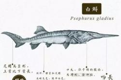 中国特有物种白鲟被宣布灭绝 长江今年起禁渔十年