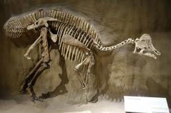 古生物学家在7500万年前的恐龙化石中发现DNA和蛋白质