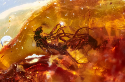 科学家在琥珀中发现两只交配的苍蝇 可追溯到数千万年前