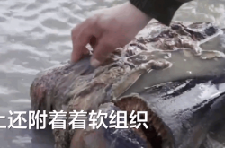 罕见高温持续 西伯利亚永久冻土层融化！惊现一万年前有皮毛的猛犸象