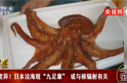 变异！日本沿海现九足章鱼：或与核辐射有关