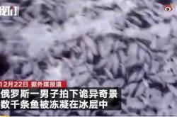 俄罗斯数千条鱼冻在冰层中：密密麻麻场面壮观