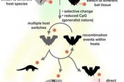 新研究：SARS-CoV-2在从蝙蝠传播到人类的过程中并没有多大变化