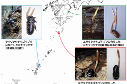 日本人发现了长在蟑螂身上的“冬虫夏草”
