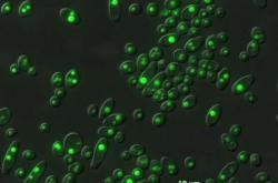 美生物能源研究人员正在开发全新生物燃料和生物产品