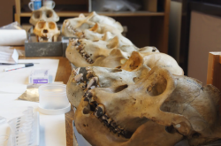 研究称10万年前的尼安德特人口腔微生物组揭示了进化的线索