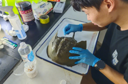 大亚湾核电基地发现濒危物种中国鲎：地球上唯一的蓝血生物