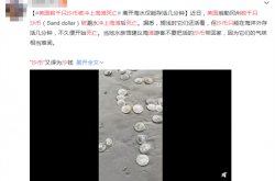 数千只"沙币"被冲上海滩死亡 沙币究竟是个什么动物？